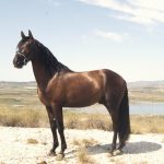 Aranjuez — PRE horse (photo 1)