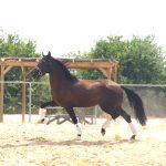 Aranjuez — PRE horse (photo 2)