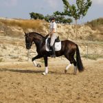 Aranjuez — PRE horse (photo 3)