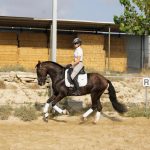 Aranjuez — PRE horse (photo 4)