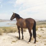 Dante — PRE horse (photo 1)