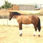 Dante — PRE horse (photo 2)