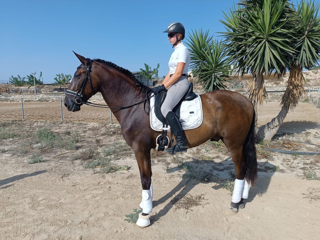Dante — PRE horse (photo 4)
