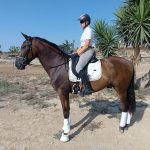 Dante — PRE horse (photo 4)