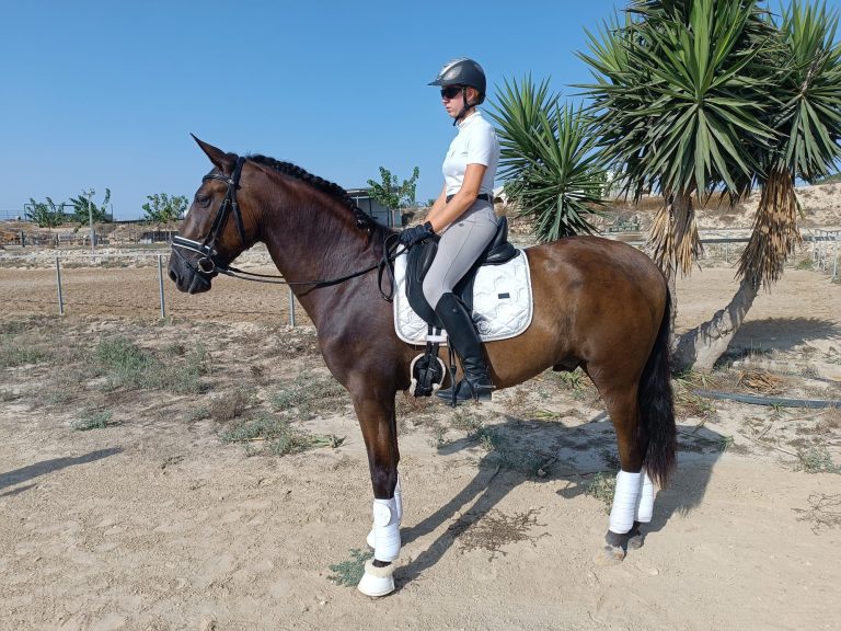 Dante — PRE horse (photo 4)