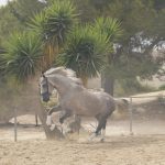 Darwin — PRE horse (photo 1)