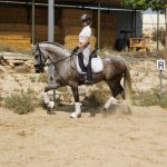 Darwin — PRE horse (photo 3)