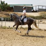 Darwin — PRE horse (photo 4)