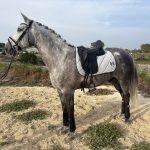 Darwin — PRE horse (photo 5)