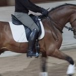 Premo — PRE horse (photo 1)