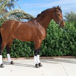 Premo — PRE horse (photo 3)
