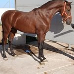 Premo — PRE horse (photo 2)
