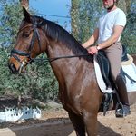 Scarlett — Swedish Warmblood horse (photo 1)