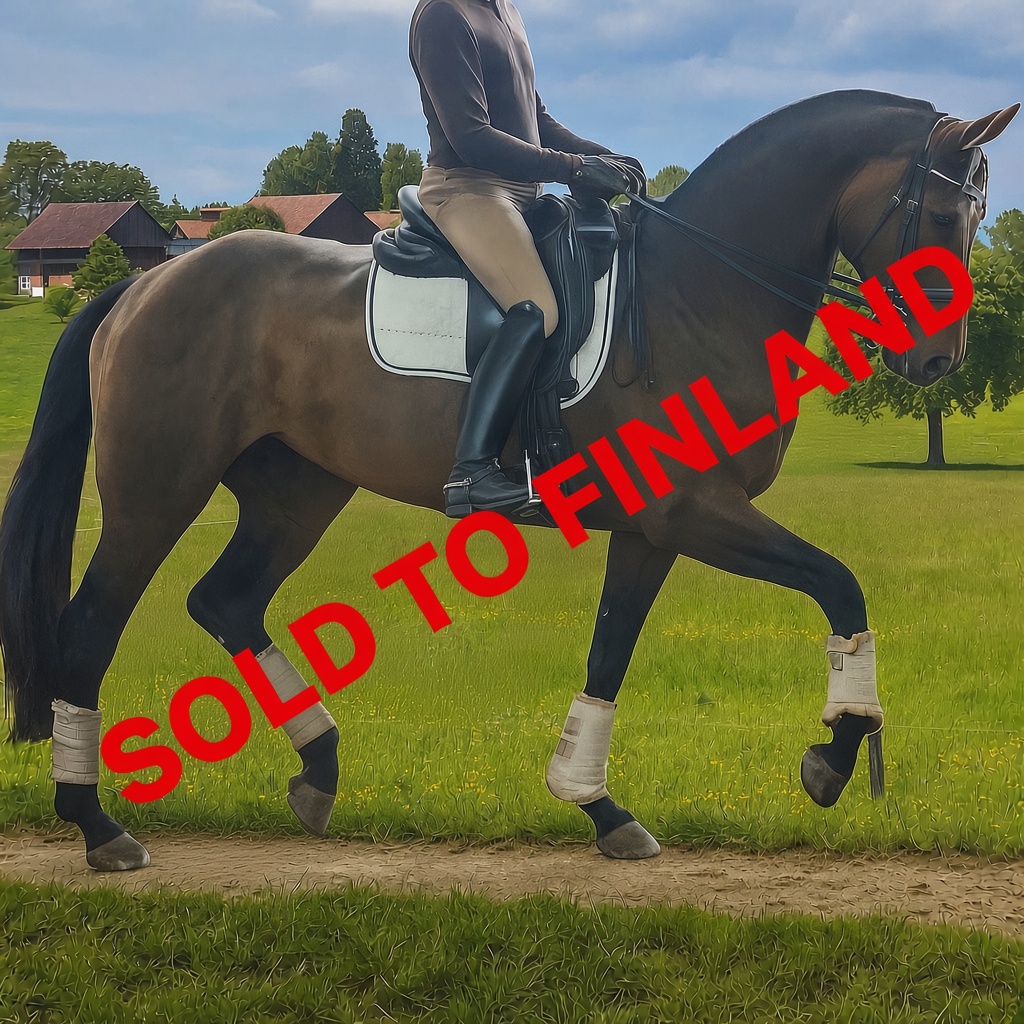 Scarlett — Swedish Warmblood horse